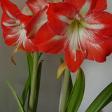 Flower image V171020251624 N110