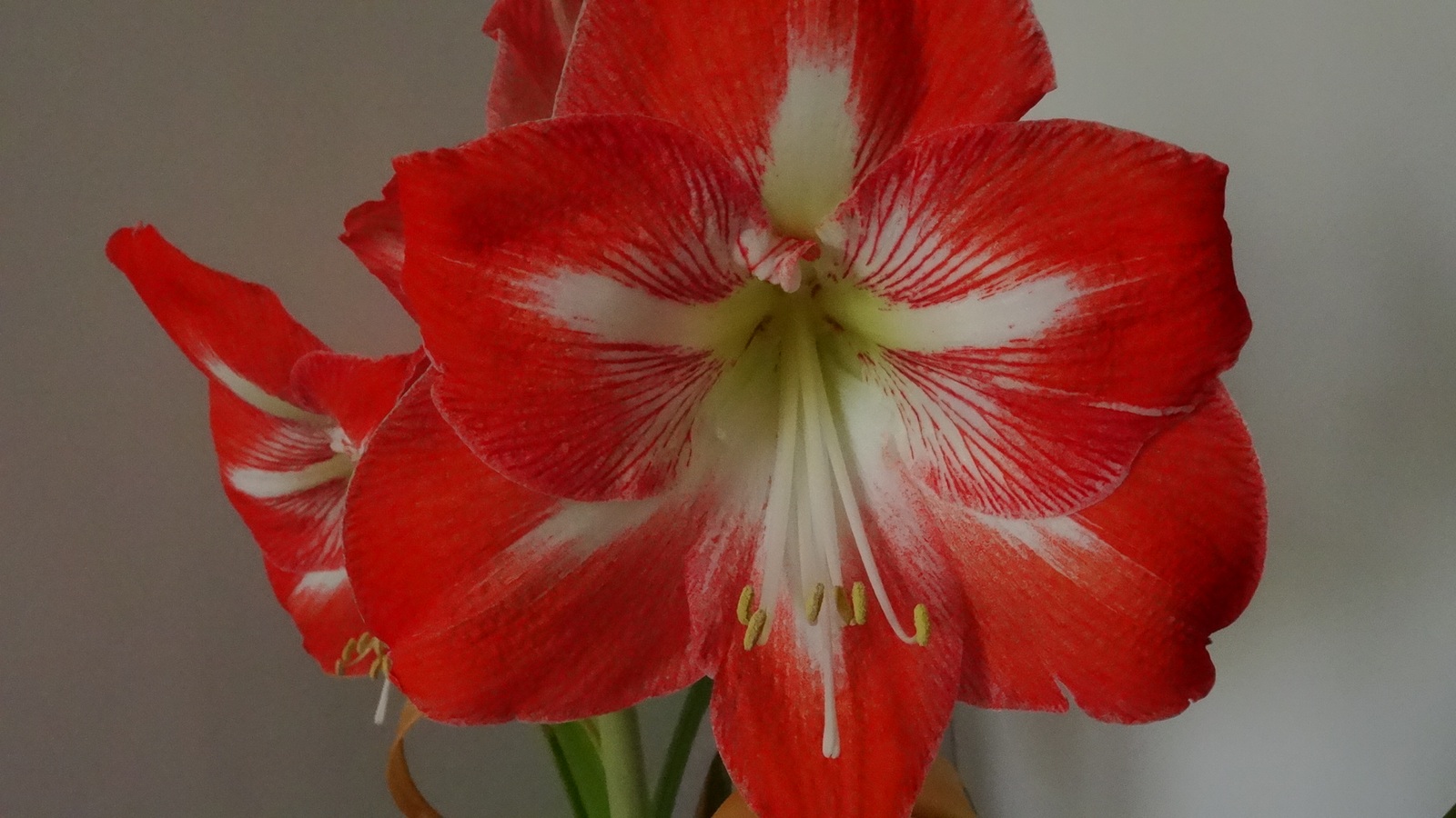 [Image: Kvlfx1t.jpg]