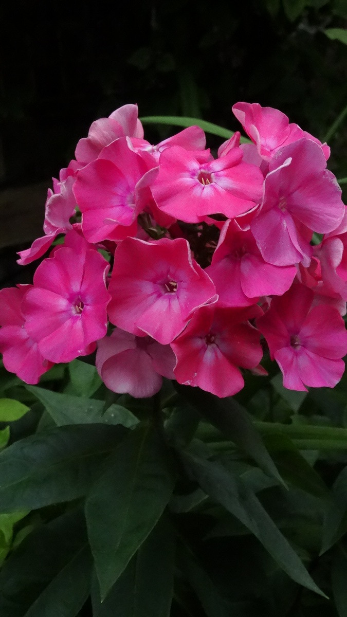 [Image: Kvlfyuf.jpg]