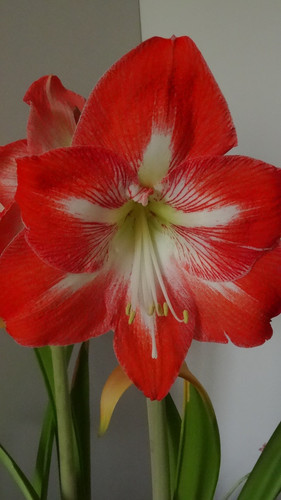 Flower image V171020251624 N107