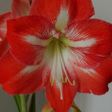 Flower image V171020251624 N107