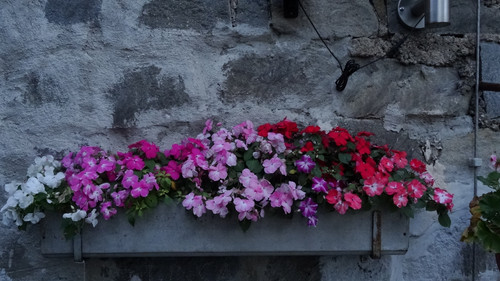 Flower image V171020251624 N232.jpg