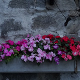 Flower image V171020251624 N232