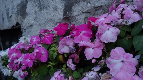 Flower image V171020251624 N239