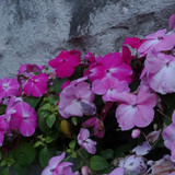 Flower image V171020251624 N239