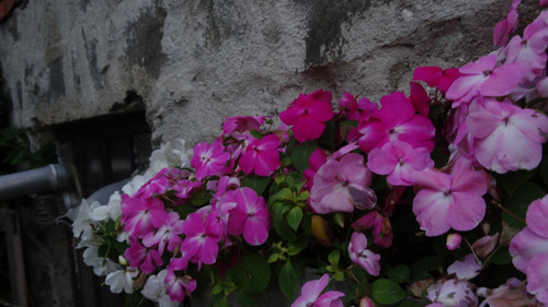 Flower image V171020251624 N236