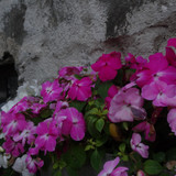 Flower image V171020251624 N236