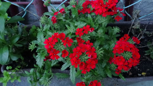 Flower image V171020251624 N242.jpg