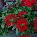 Flower image V171020251624 N243