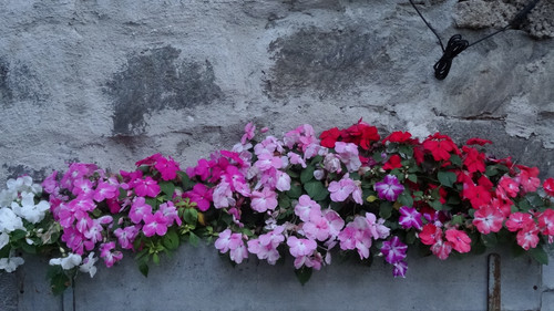 Flower image V171020251624 N230