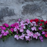 Flower image V171020251624 N230