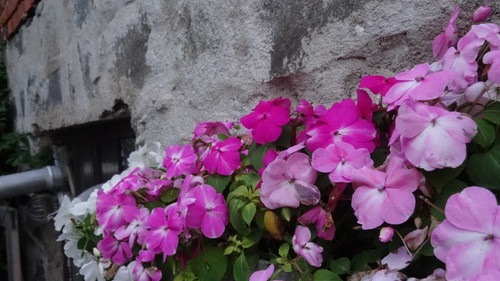 Flower image V171020251624 N237