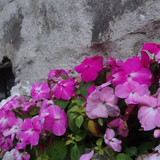 Flower image V171020251624 N237