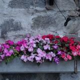 Flower image V171020251624 N233