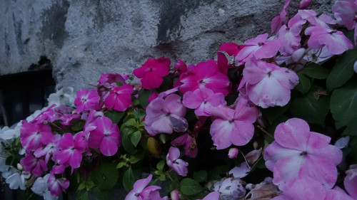 Flower image V171020251624 N240