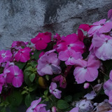 Flower image V171020251624 N240