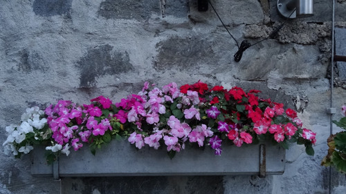 Flower image V171020251624 N231.jpg