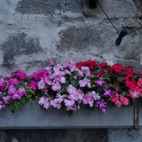 Flower image V171020251624 N231