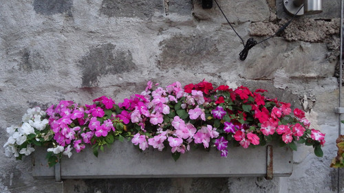 Flower image V171020251624 N234.jpg