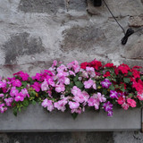 Flower image V171020251624 N234