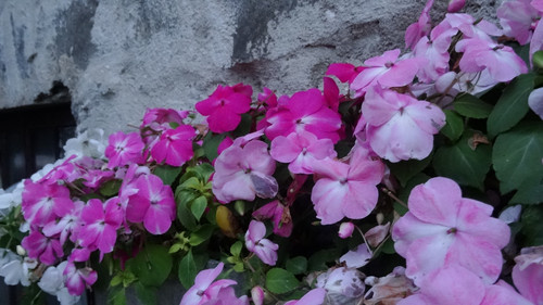 Flower image V171020251624 N241