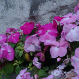 Flower image V171020251624 N241