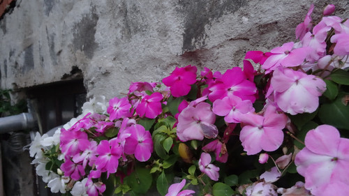 Flower image V171020251624 N238