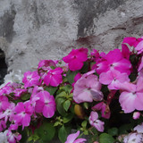 Flower image V171020251624 N238