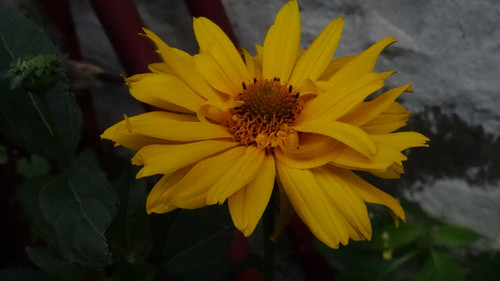 Flower image V171020251624 N139