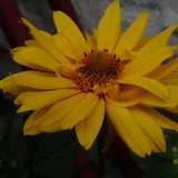 Flower image V171020251624 N139