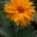 Flower image V171020251624 N163