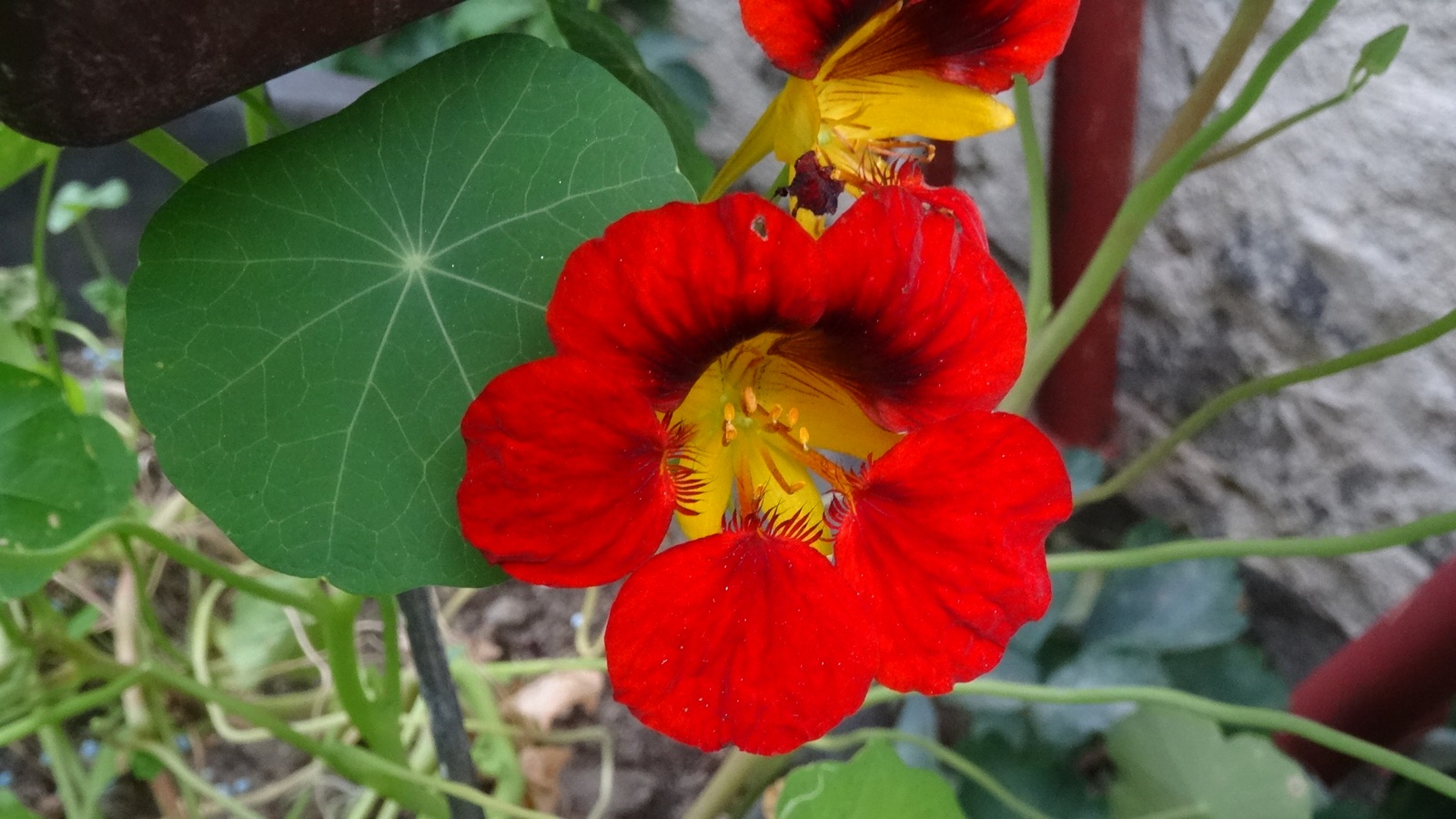 [Image: Kvlq5cF.jpg]