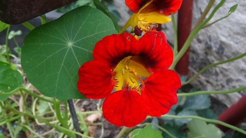 Flower image V171020251624 N150