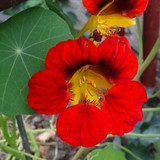 Flower image V171020251624 N150