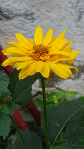 Flower image V171020251624 N161