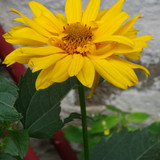 Flower image V171020251624 N161