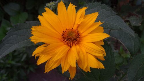 Flower image V171020251624 N143