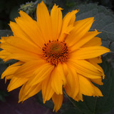 Flower image V171020251624 N143