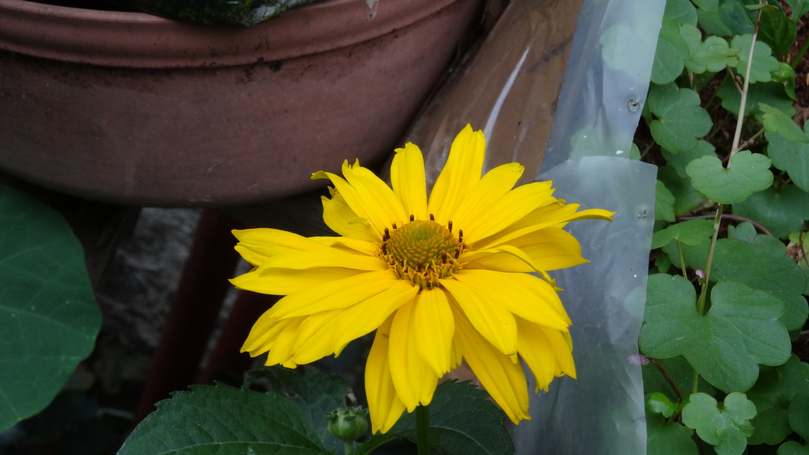 [Image: KvlqEnp.jpg]