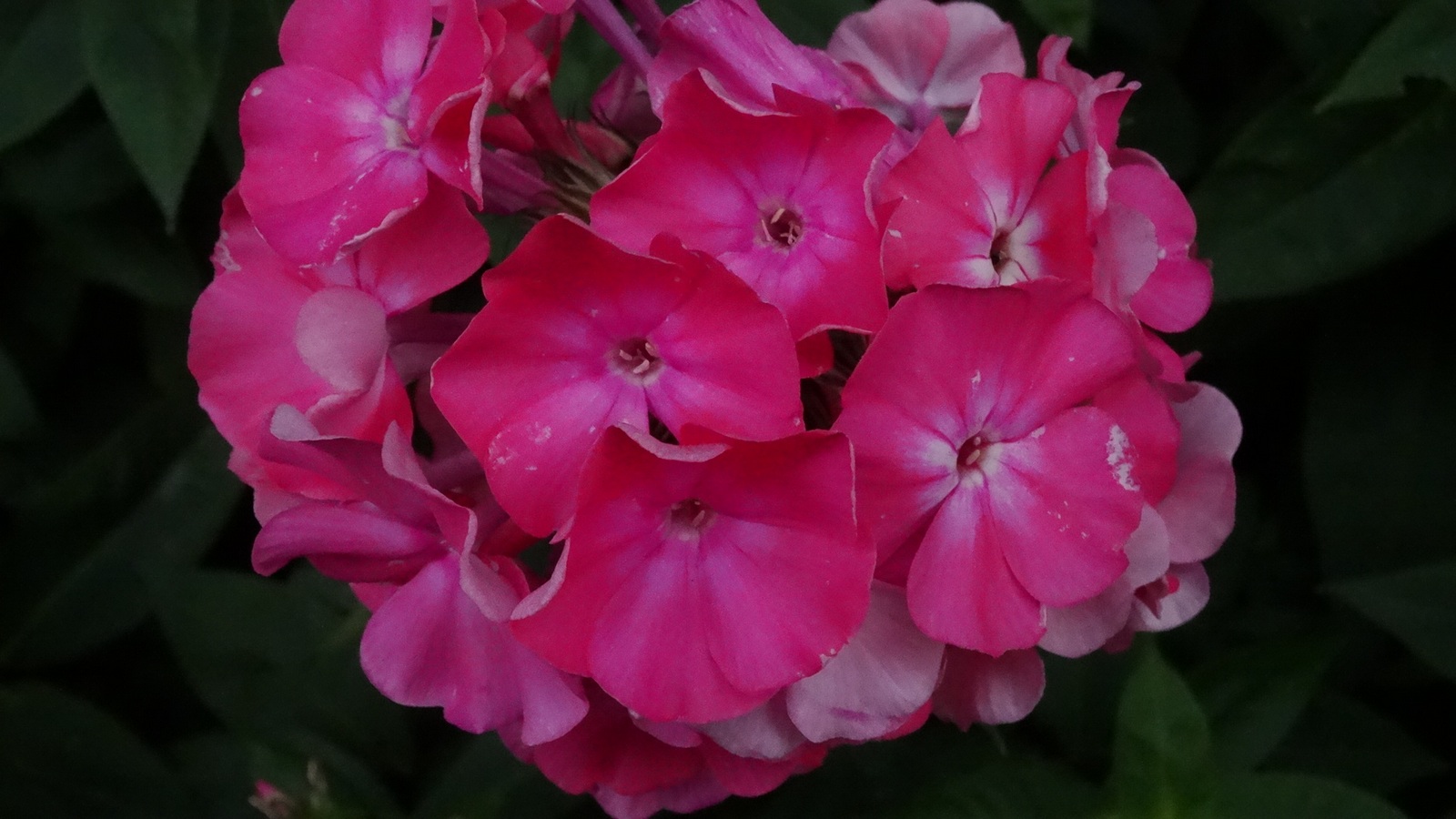 [Image: KvlqHZl.jpg]