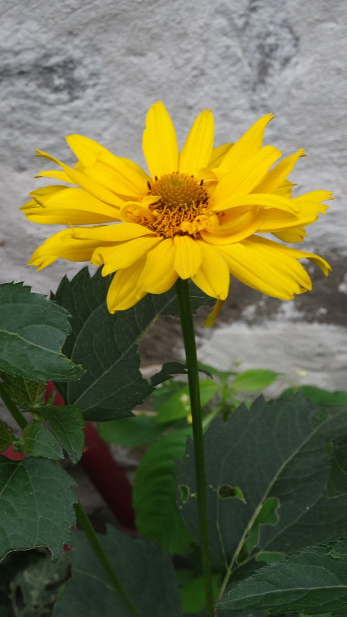 [Image: KvlqInV.jpg]