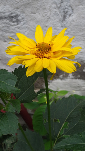 Flower image V171020251624 N146