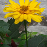 Flower image V171020251624 N146