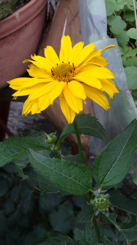 Flower image V171020251624 N154