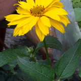 Flower image V171020251624 N154