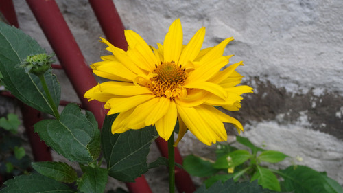 Flower image V171020251624 N159