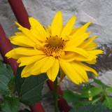 Flower image V171020251624 N159