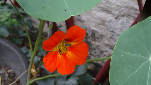 Flower image V171020251624 N149