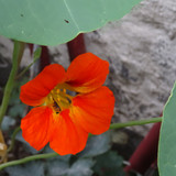 Flower image V171020251624 N149