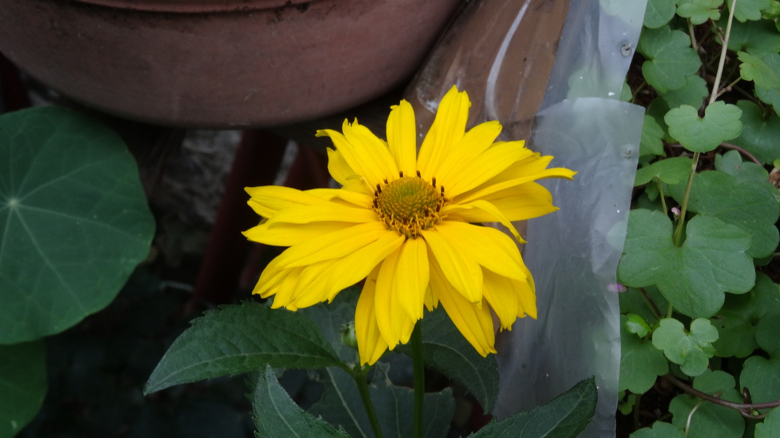 [Image: KvlqTMB.jpg]